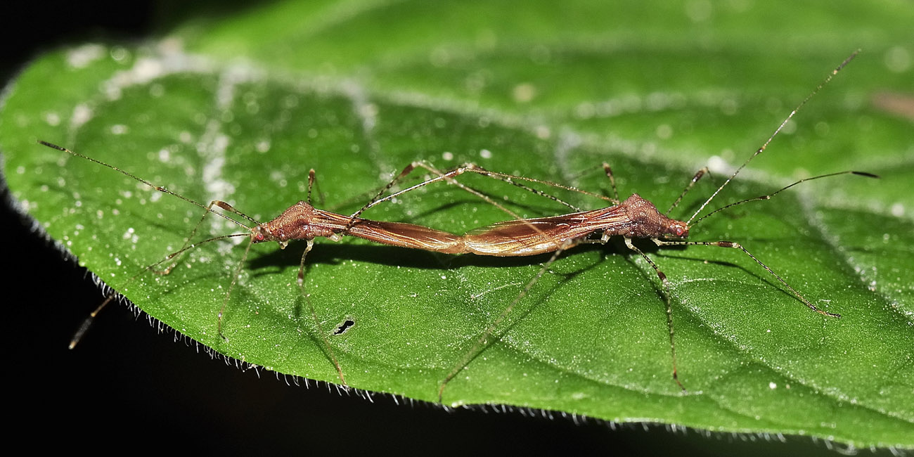 Berytidae: Metatropis rufescens ? S !